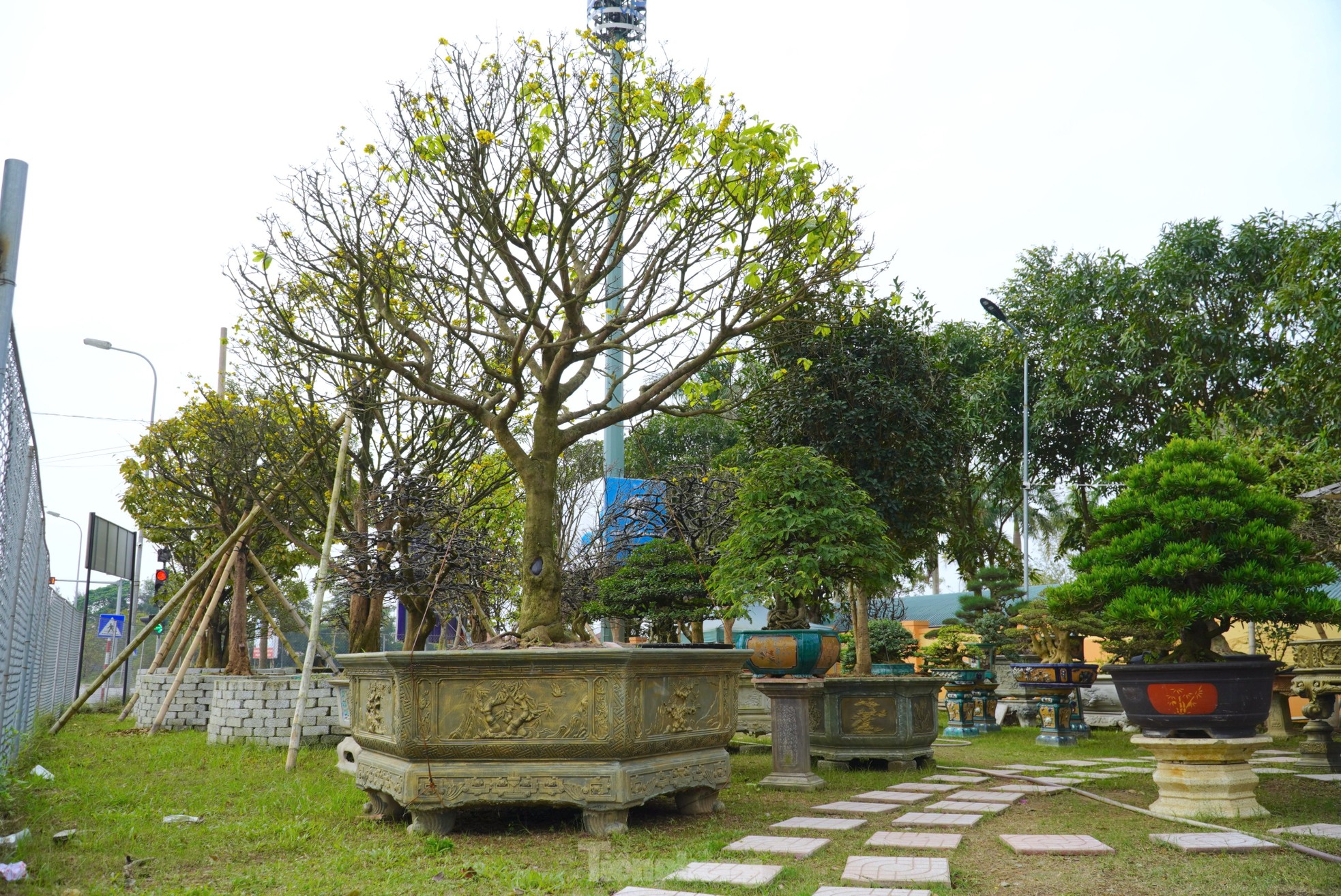 Cụ mai trăm tuổi độc lạ cao 6m, gi&aacute; hơn 1 tỷ đồng - Ảnh 8.