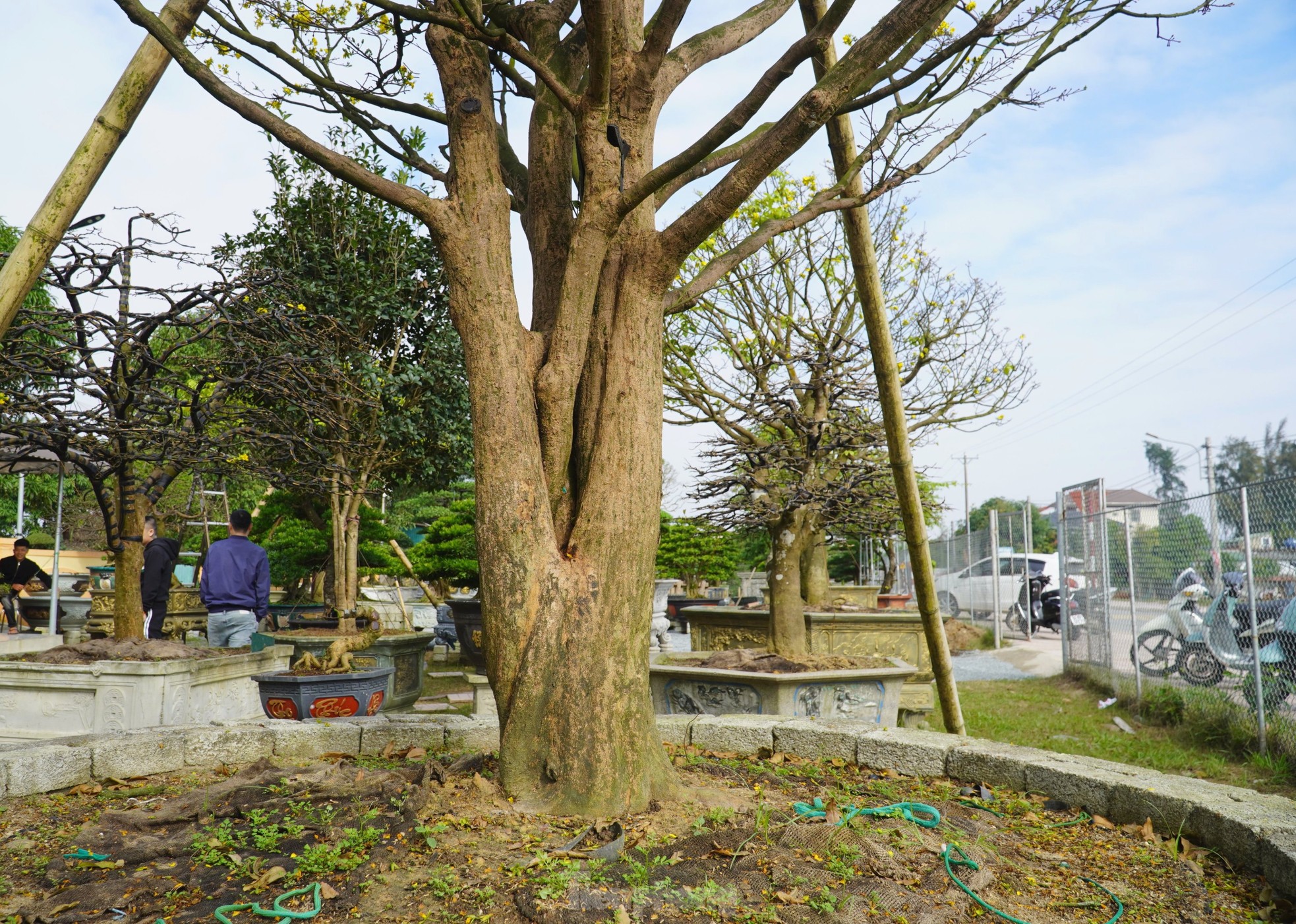 Cụ mai trăm tuổi độc lạ cao 6m, gi&aacute; hơn 1 tỷ đồng - Ảnh 4.