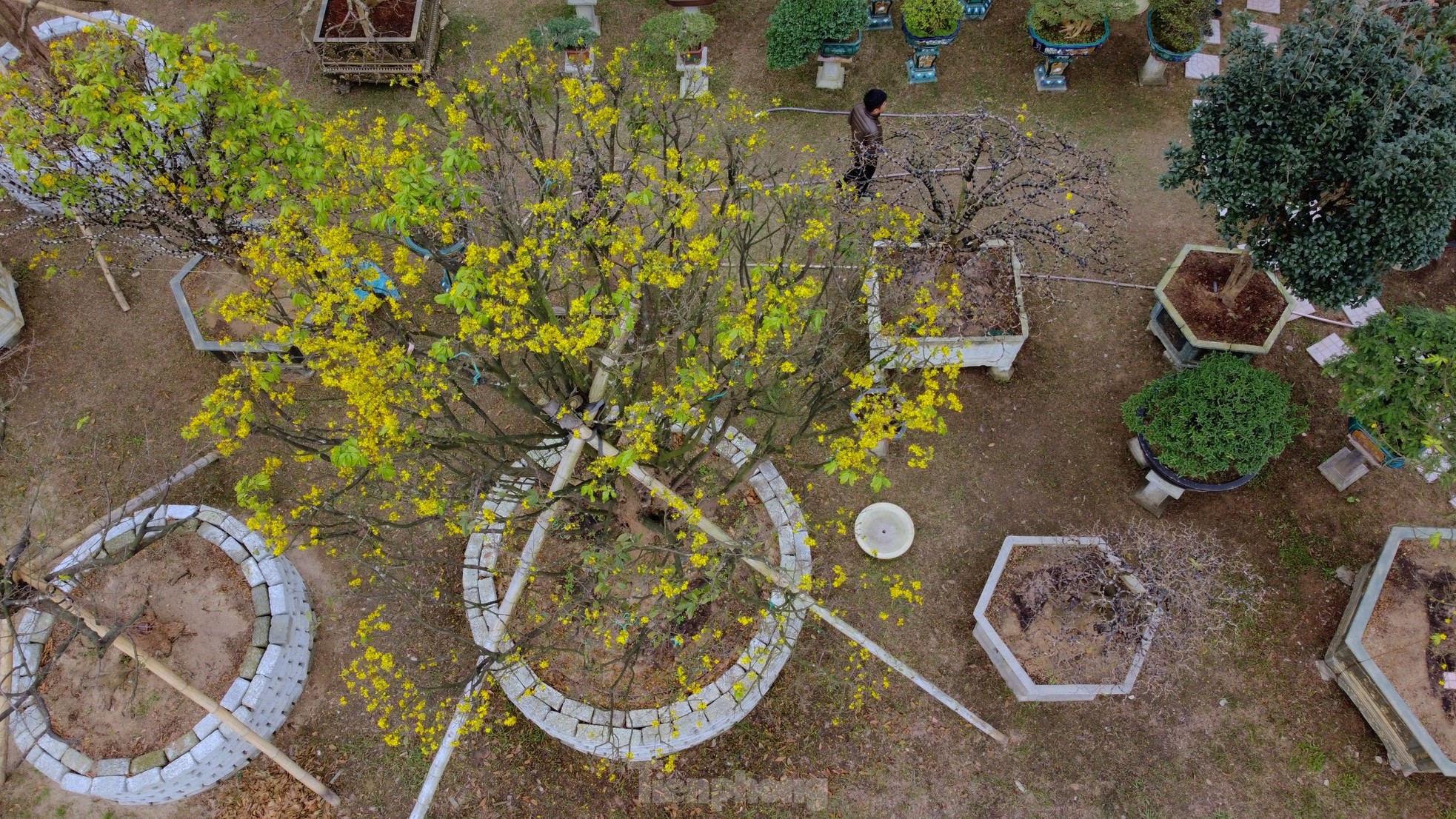 Cụ mai trăm tuổi độc lạ cao 6m, gi&aacute; hơn 1 tỷ đồng - Ảnh 6.