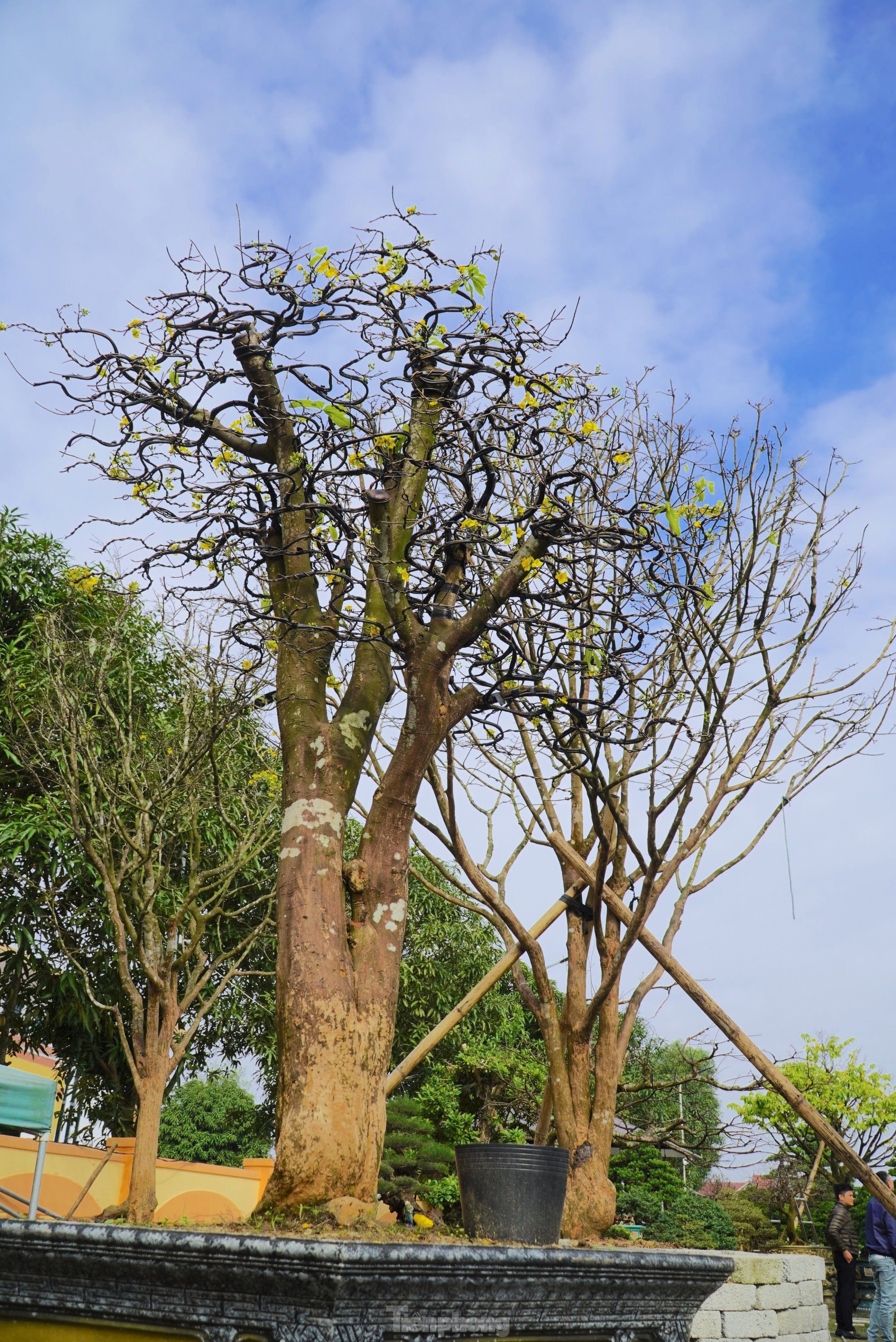 Cụ mai trăm tuổi độc lạ cao 6m, gi&aacute; hơn 1 tỷ đồng - Ảnh 9.