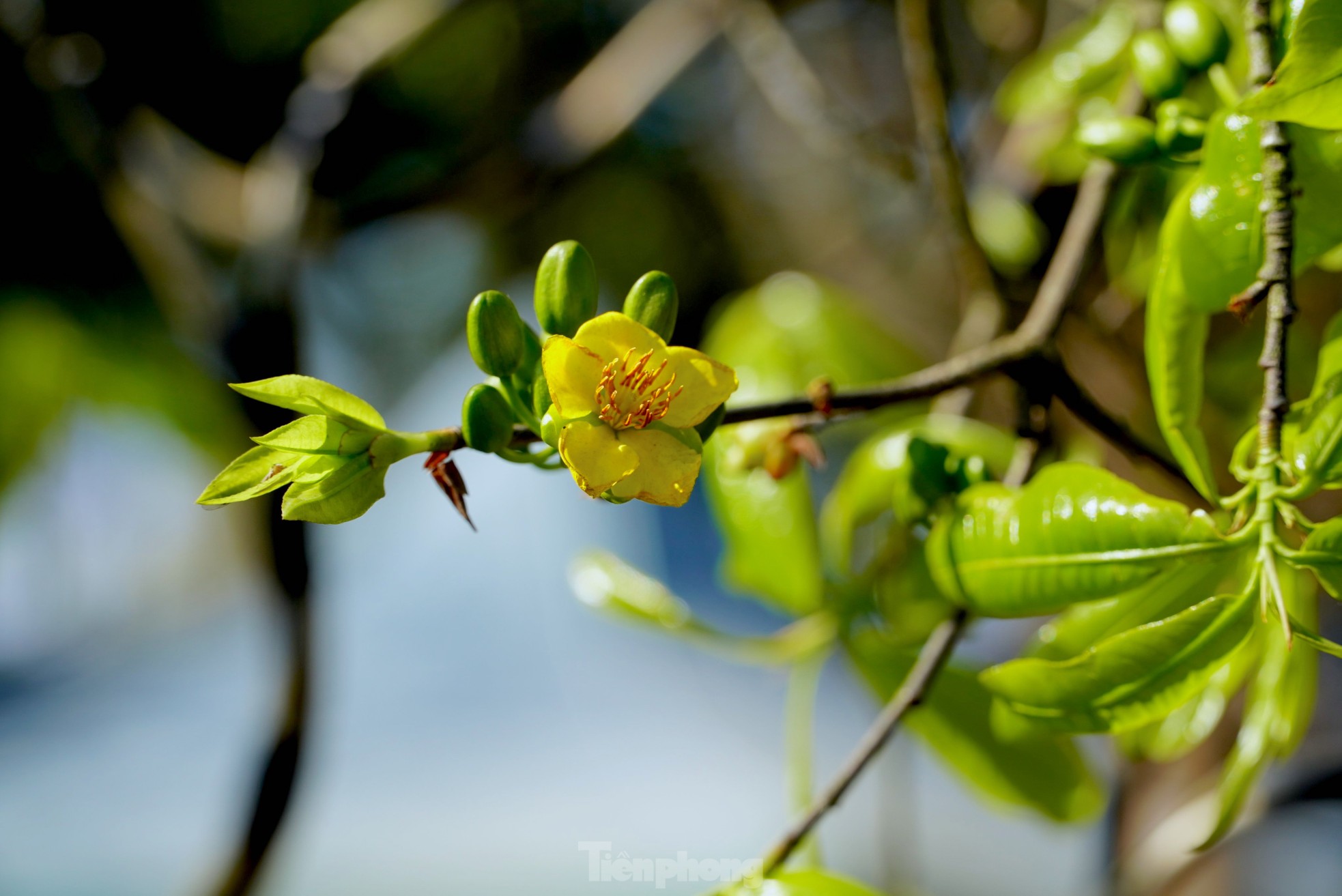 Cụ mai trăm tuổi độc lạ cao 6m, gi&aacute; hơn 1 tỷ đồng - Ảnh 3.