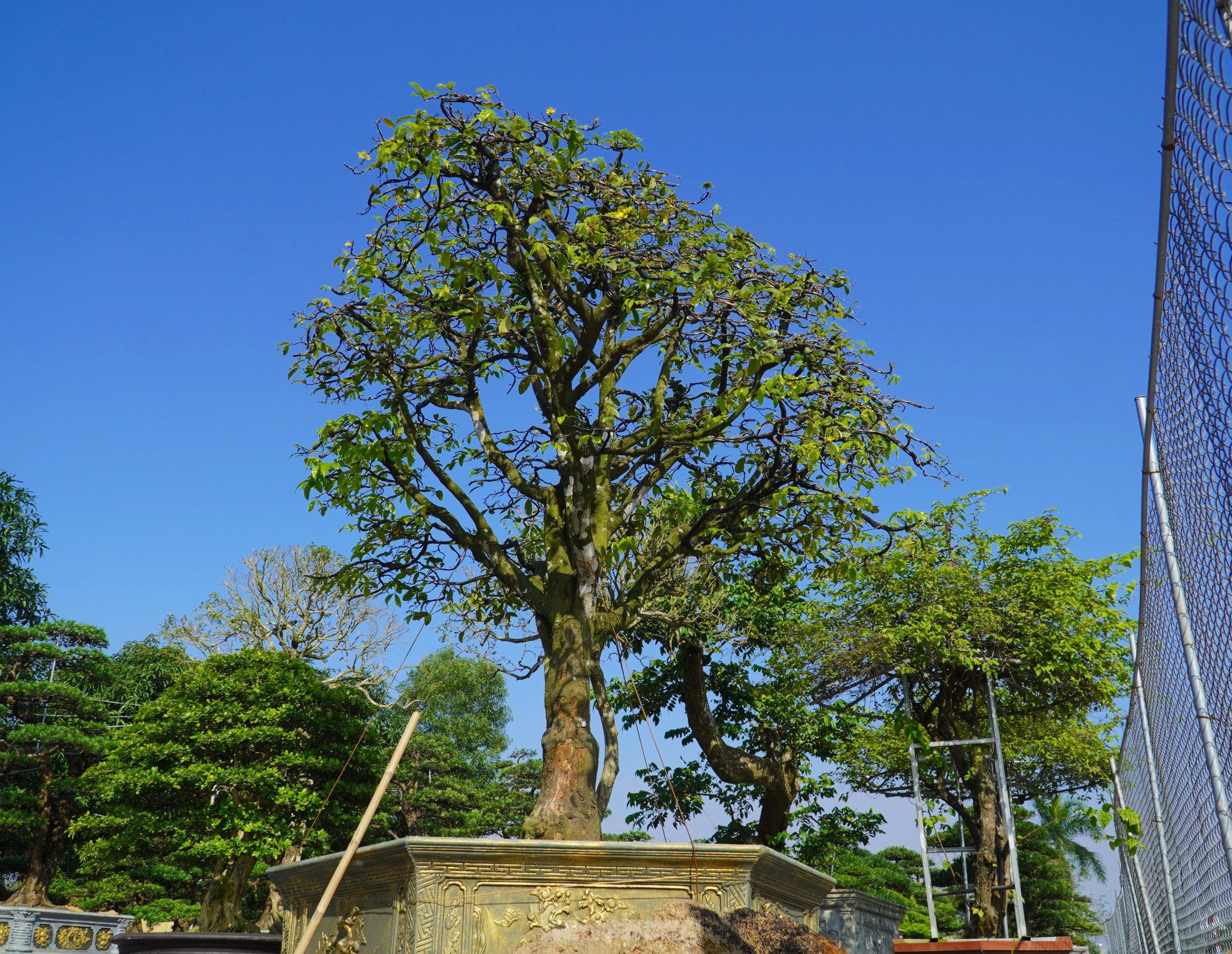 Cụ mai trăm tuổi độc lạ cao 6m, gi&aacute; hơn 1 tỷ đồng - Ảnh 10.