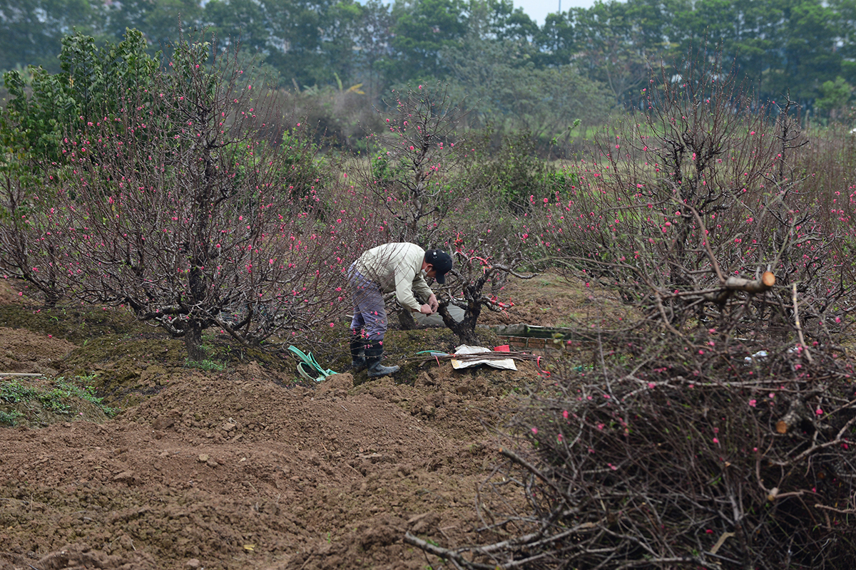 Làng trồng đào lớn thứ 2 Hà Nội bắt đầu khởi động cho vụ Tết - Ảnh 6.