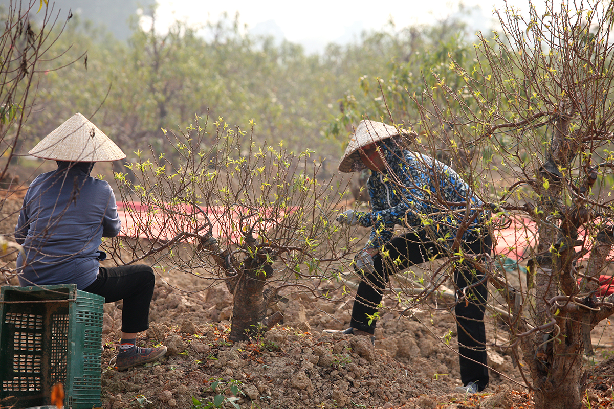 Làng trồng đào lớn thứ 2 Hà Nội bắt đầu khởi động cho vụ Tết - Ảnh 1.
