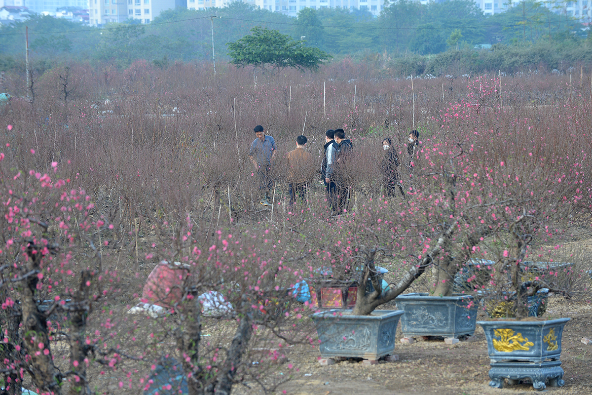 Làng trồng đào lớn thứ 2 Hà Nội bắt đầu khởi động cho vụ Tết - Ảnh 10.
