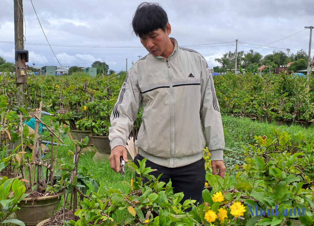 Mai 'cười', nông dân 'thủ phủ' mai vàng miền Trung khóc - Ảnh 2. Mai 'cười', nông dân 'thủ phủ' mai vàng miền Trung khóc - Ảnh 2.
