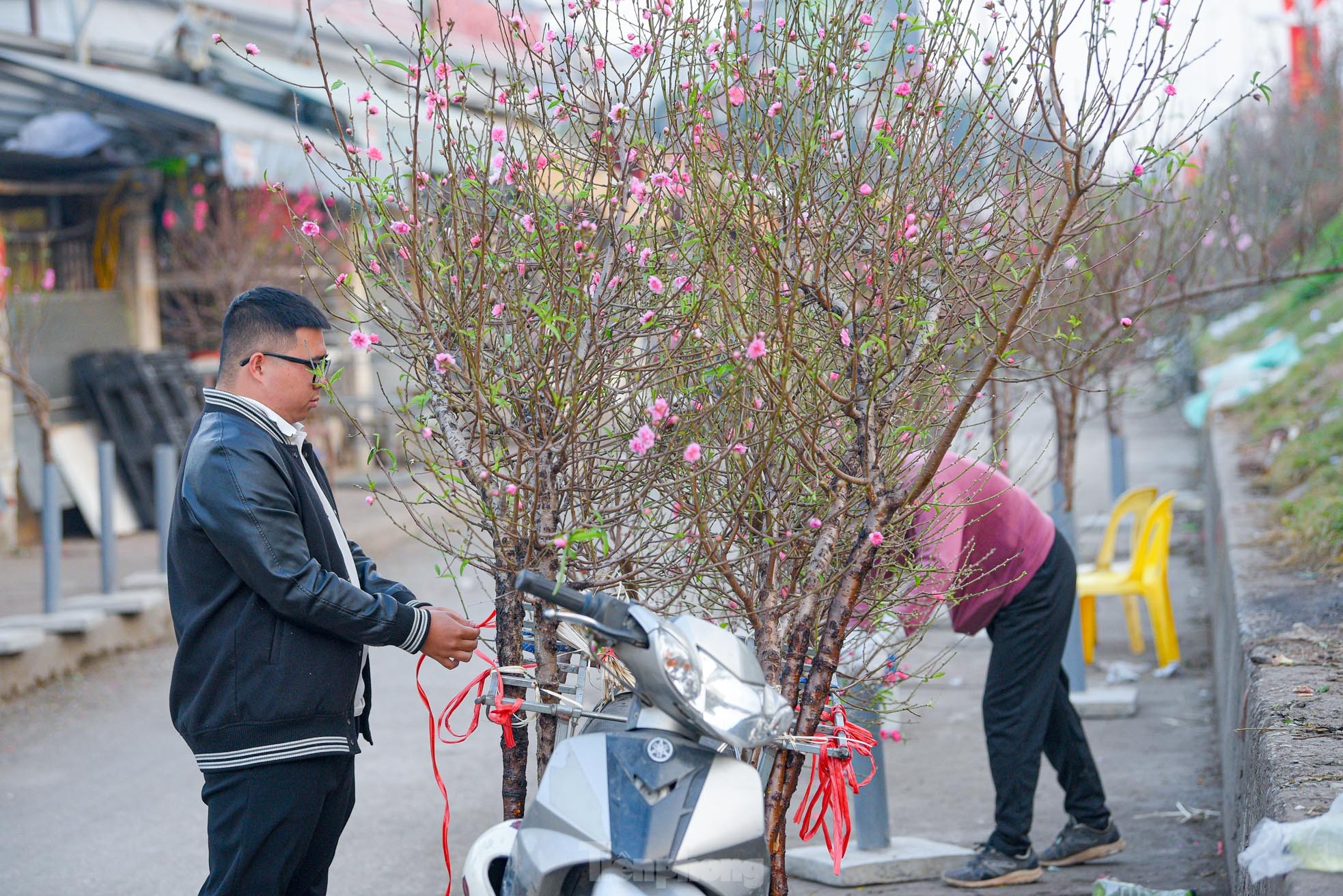 Đào nở sớm, bắt đầu xuống phố đón Tết Dương lịch - Ảnh 11. Đào nở sớm, bắt đầu xuống phố đón Tết Dương lịch - Ảnh 11.