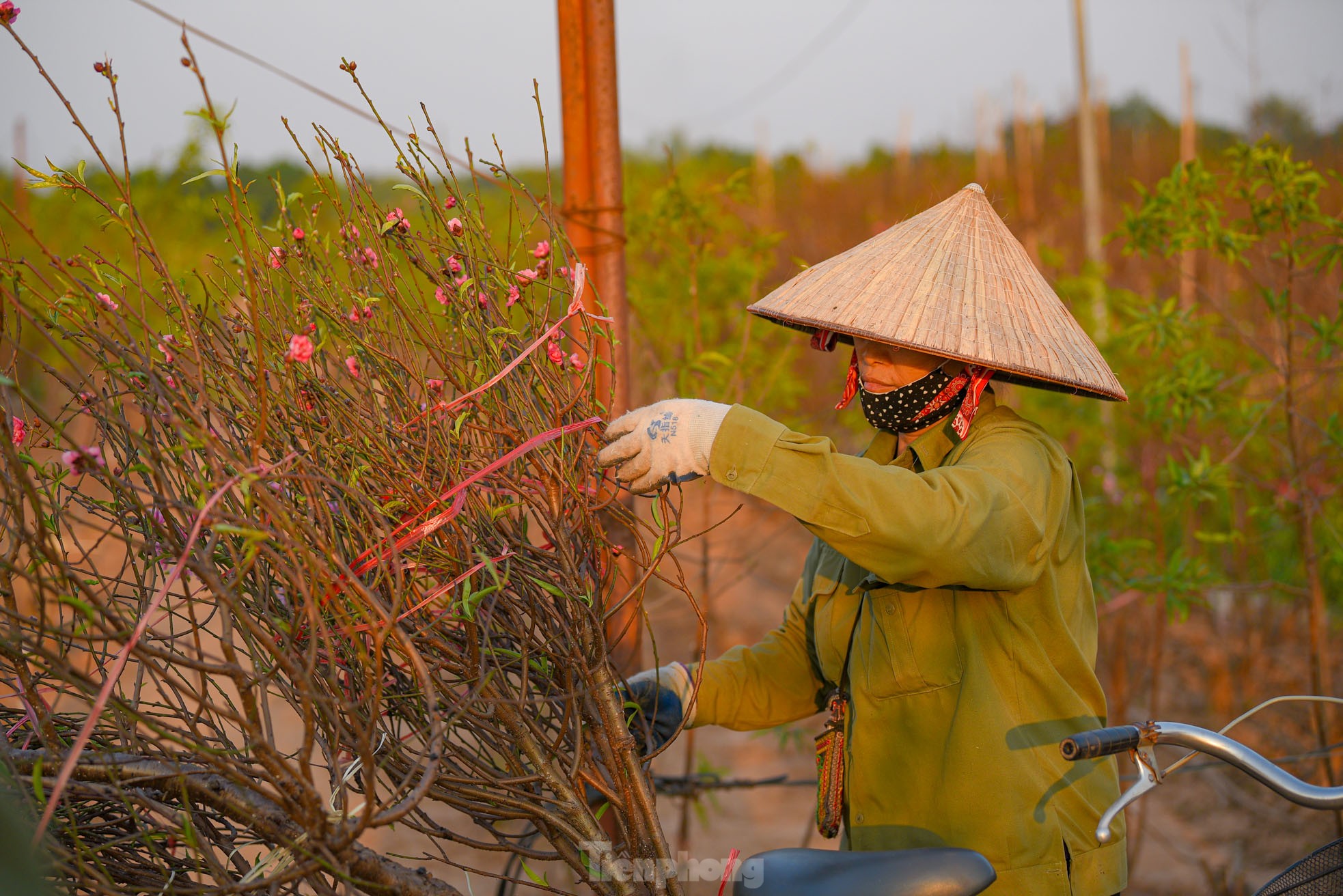 Đào nở sớm, bắt đầu xuống phố đón Tết Dương lịch - Ảnh 5. Đào nở sớm, bắt đầu xuống phố đón Tết Dương lịch - Ảnh 5.