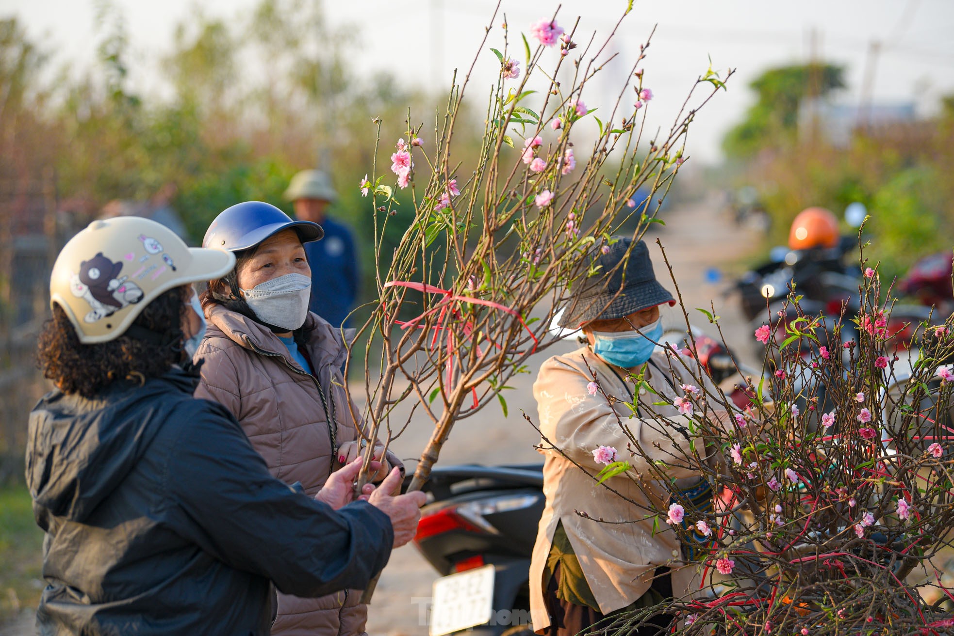 Đào nở sớm, bắt đầu xuống phố đón Tết Dương lịch - Ảnh 7. Đào nở sớm, bắt đầu xuống phố đón Tết Dương lịch - Ảnh 7.
