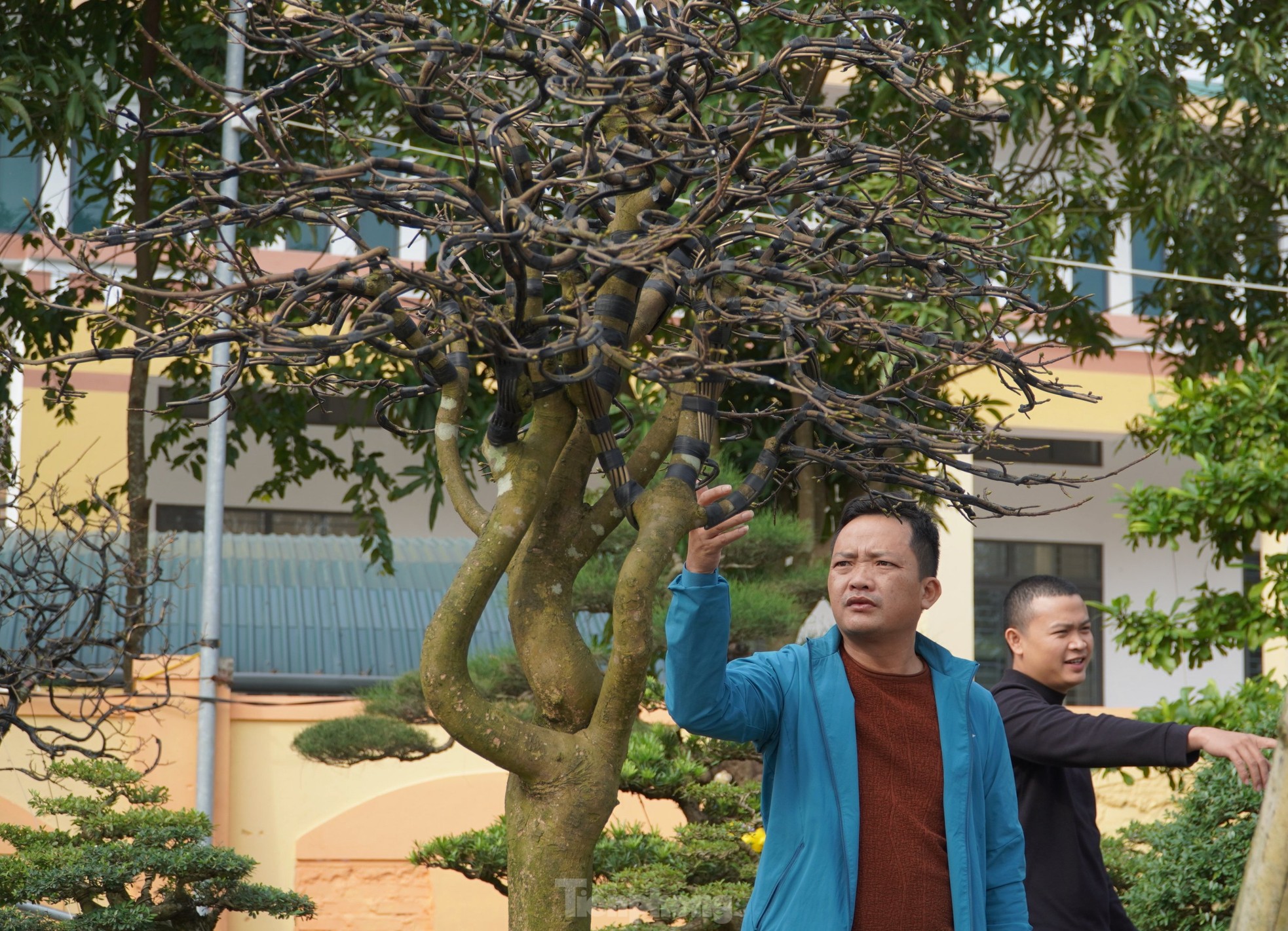 Cụ mai trăm tuổi độc lạ cao 6m, gi&aacute; hơn 1 tỷ đồng - Ảnh 11.