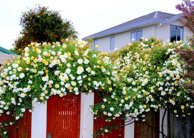 Mẹ Việt ở New Zealand trồng trăm loại hoa hồng đẹp như tranh, đi công tác vài tháng vườn vẫn tươi tốt - Ảnh 1.