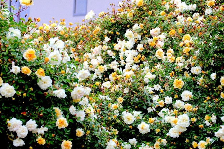 Mẹ Việt ở New Zealand trồng trăm loại hoa hồng đẹp như tranh, đi công tác vài tháng vườn vẫn tươi tốt - Ảnh 2.