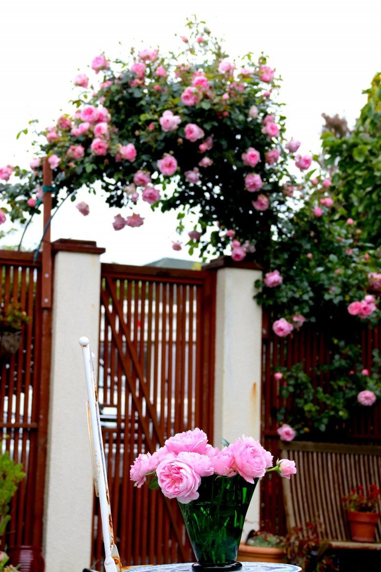 Mẹ Việt ở New Zealand trồng trăm loại hoa hồng đẹp như tranh, đi công tác vài tháng vườn vẫn tươi tốt - Ảnh 4.