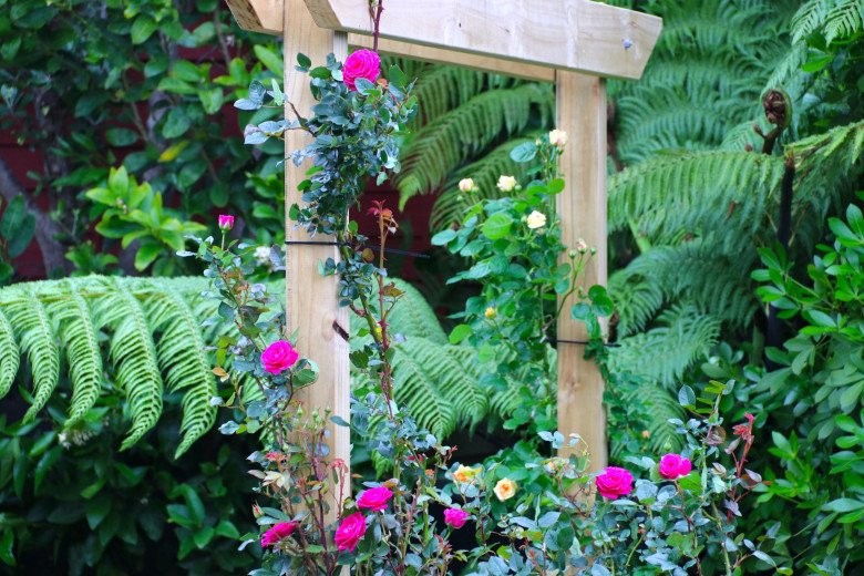 Mẹ Việt ở New Zealand trồng trăm loại hoa hồng đẹp như tranh, đi công tác vài tháng vườn vẫn tươi tốt - Ảnh 6.