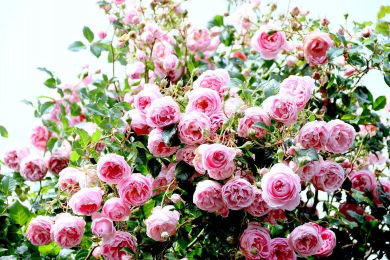 Mẹ Việt ở New Zealand trồng trăm loại hoa hồng đẹp như tranh, đi công tác vài tháng vườn vẫn tươi tốt - Ảnh 3.