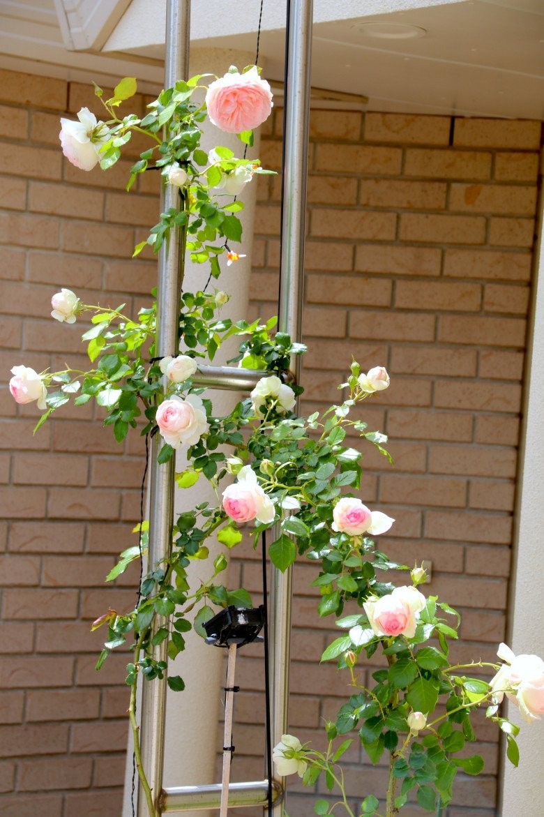 Mẹ Việt ở New Zealand trồng trăm loại hoa hồng đẹp như tranh, đi công tác vài tháng vườn vẫn tươi tốt - Ảnh 7.