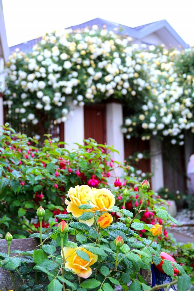 Mẹ Việt ở New Zealand trồng trăm loại hoa hồng đẹp như tranh, đi công tác vài tháng vườn vẫn tươi tốt - Ảnh 5.