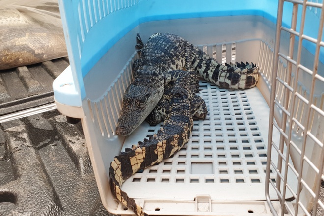 Thanh niên ở TP.HCM giao 2 con cá sấu quý hiếm cho kiểm lâm - Ảnh 1.