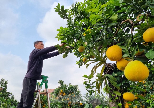 Ngắm cây bưởi trăm tuổi có chậu dát vàng ở Hưng Yên, khách trả nửa tỷ đồng chưa bán - Ảnh 5.