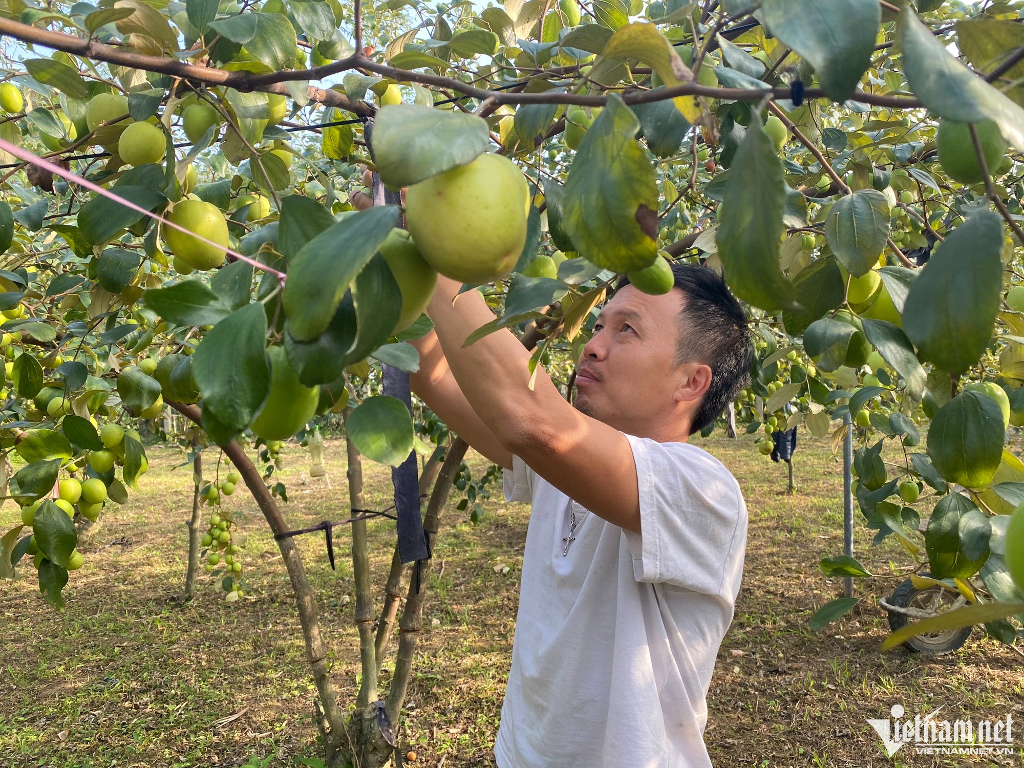 Một người phụ nữ ở Hà Nội trồng đủ loại táo cho con ăn thỏa thích  Báo Dân  trí