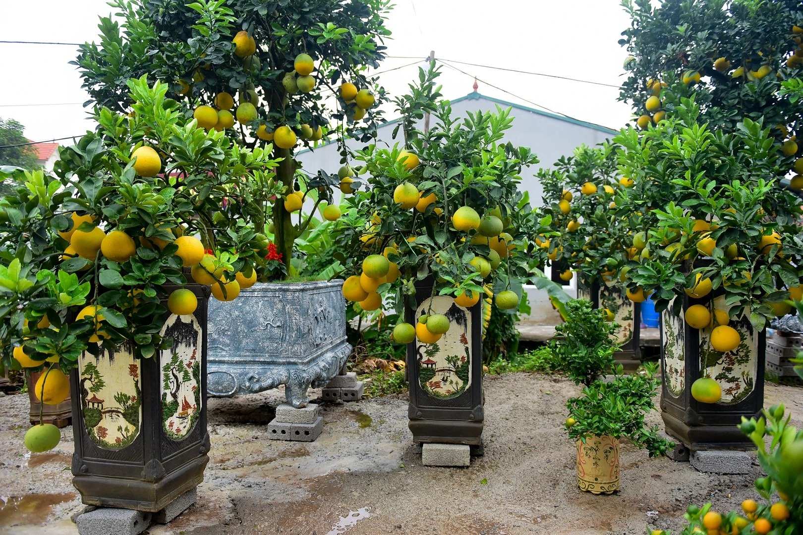 Đây là những loại cây cảnh đang gây sốt dịp sát Tết Quý Mão 2023 - Ảnh 5.