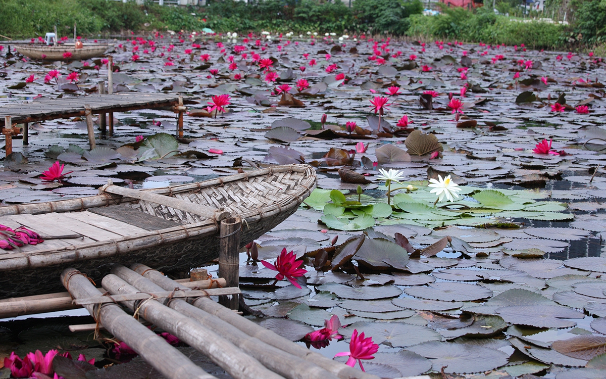 Ngỡ ngàng với đầm hoa súng đẹp như tranh ngay cạnh phố đi bộ Trịnh Công Sơn