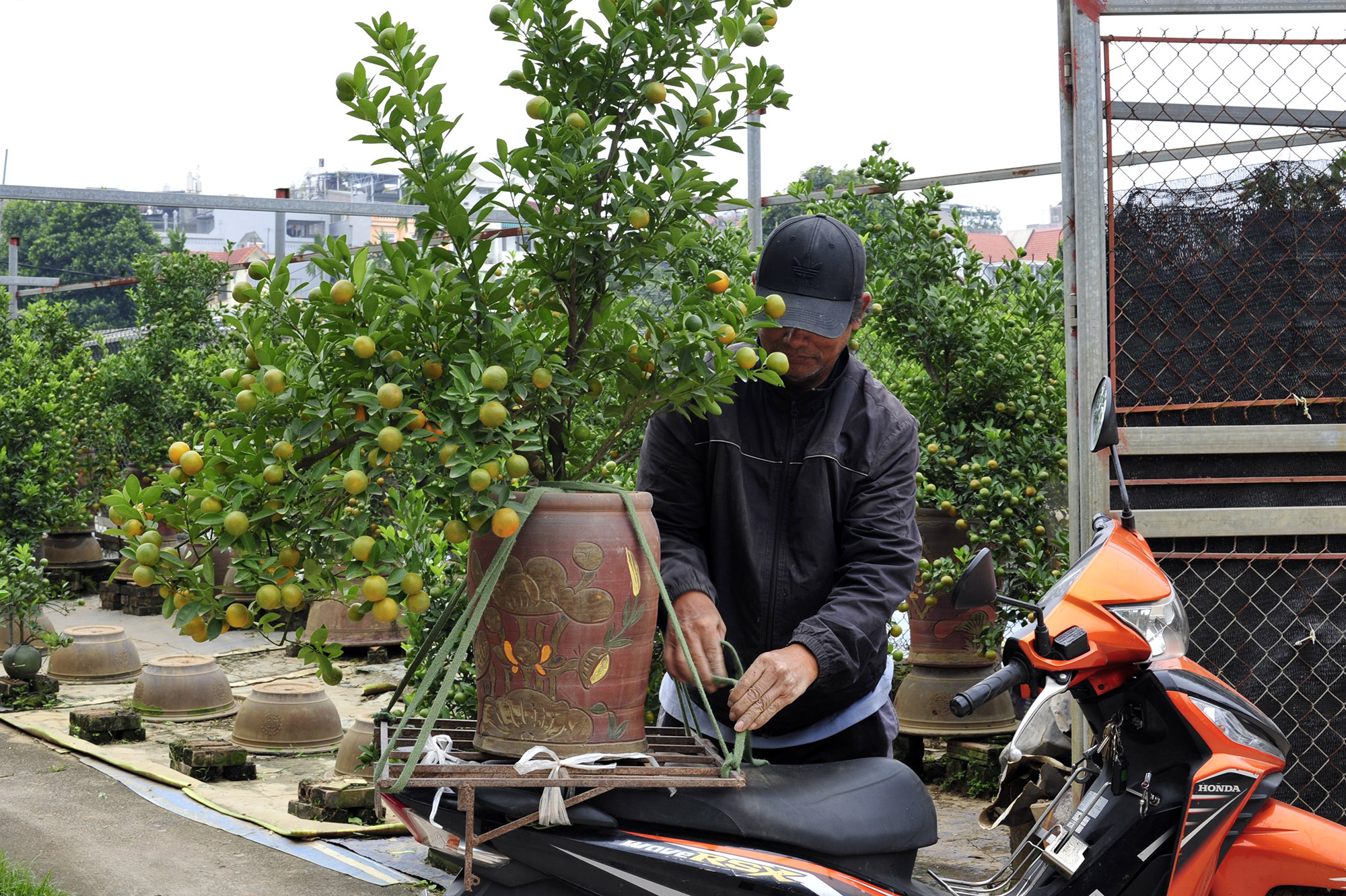 Hà Nội: Dân buôn rục rịch mua quất Tết, chủ vườn tất bật chuẩn bị nguồn cung - Ảnh 3.