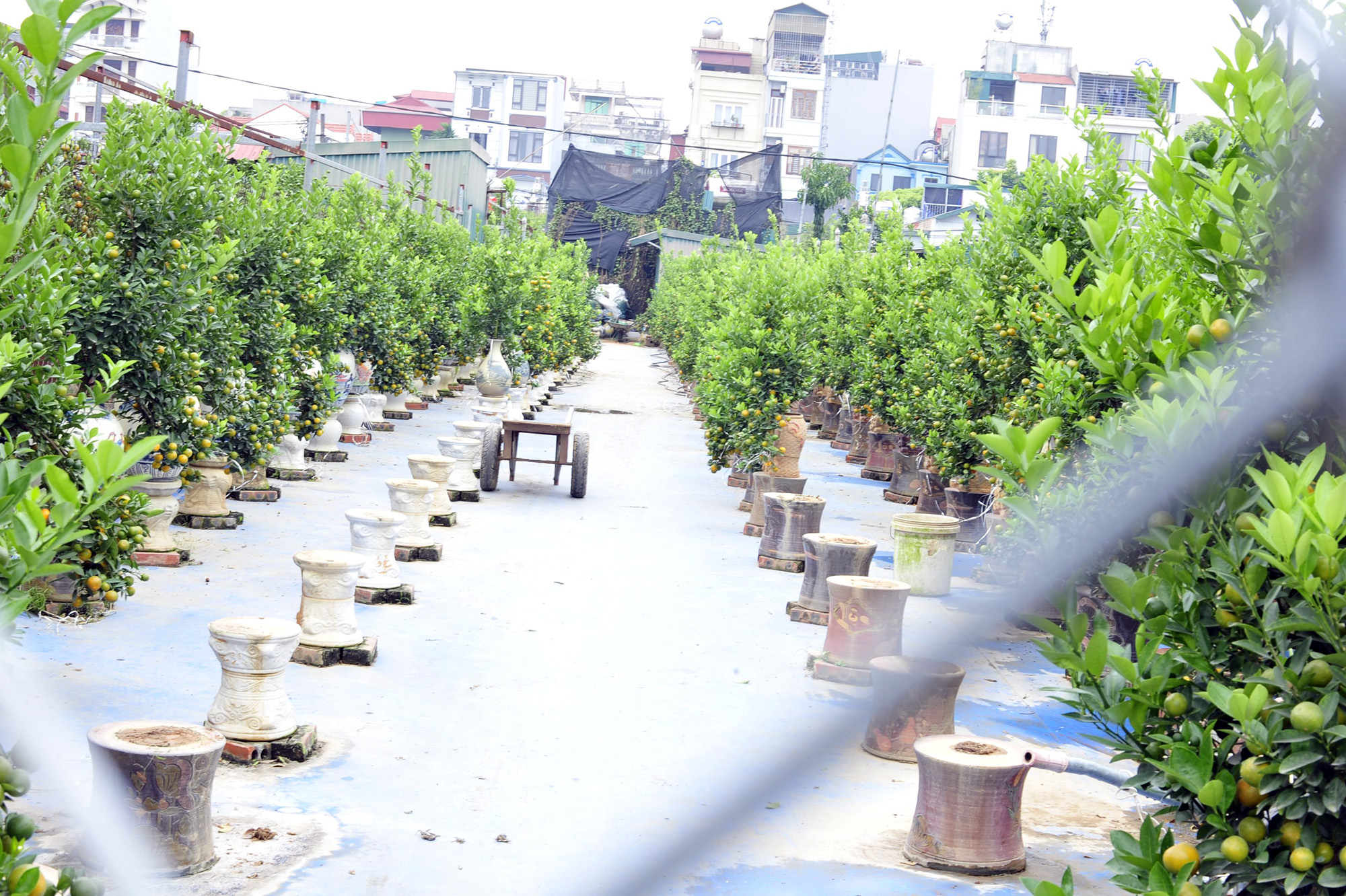 Hà Nội: Dân buôn rục rịch mua quất Tết, chủ vườn tất bật chuẩn bị nguồn cung - Ảnh 2.