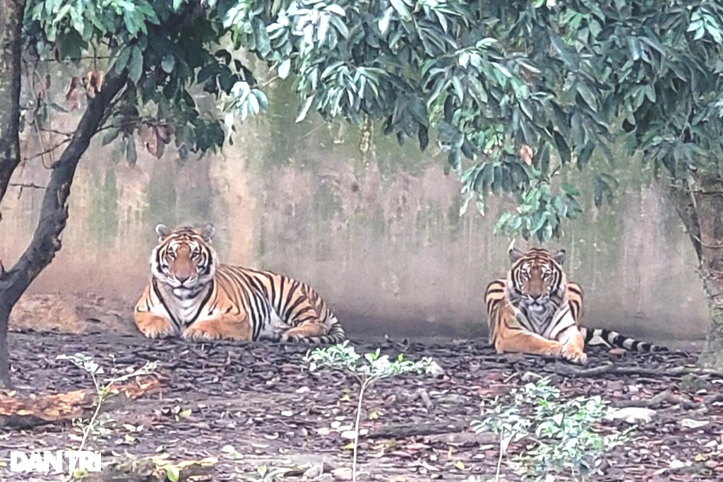 Người đ&agrave;n &ocirc;ng một m&igrave;nh tr&ocirc;ng giữ, chăm s&oacute;c 11 con hổ - Ảnh 3.