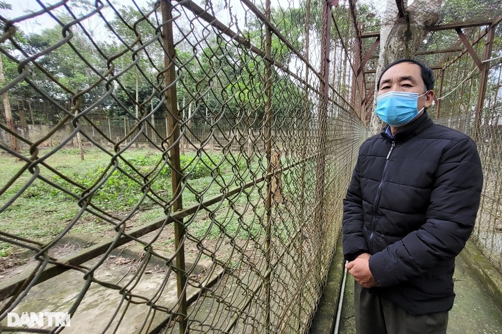 Người đ&agrave;n &ocirc;ng một m&igrave;nh tr&ocirc;ng giữ, chăm s&oacute;c 11 con hổ - Ảnh 2.