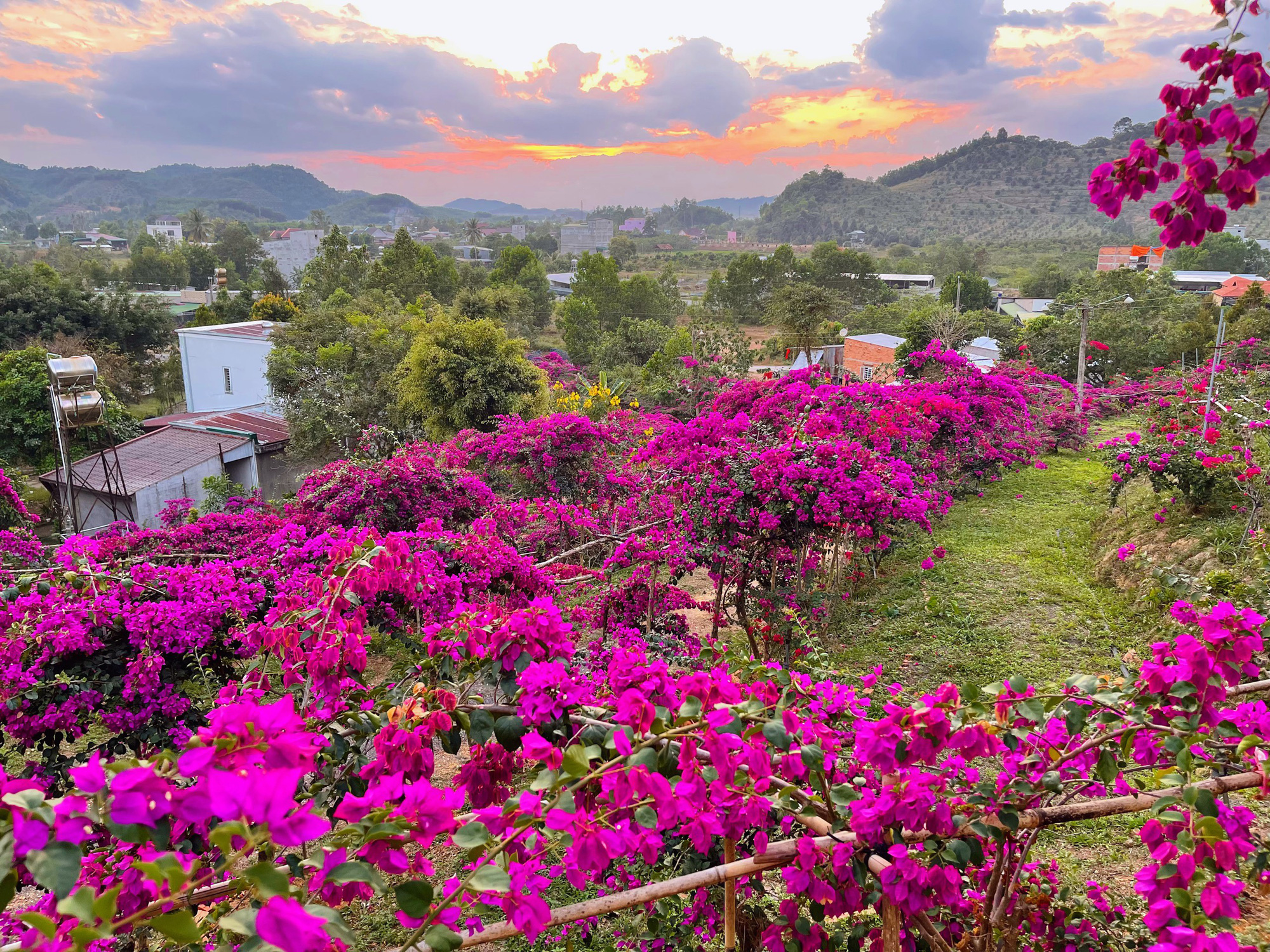 Vợ chồng biến 5500 m2 đất cằn thành khu đồi hoa giấy đẹp như mơ ở Lâm Đồng - Ảnh 1.