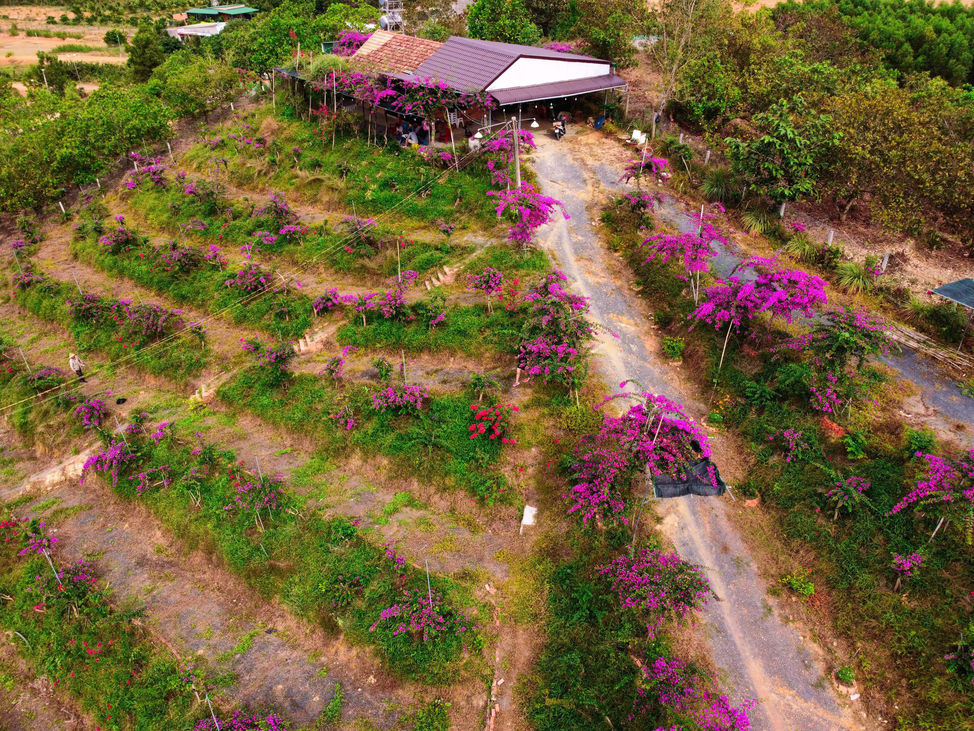 Vợ chồng biến 5500 m2 đất cằn thành khu đồi hoa giấy đẹp như mơ ở Lâm Đồng - Ảnh 3.