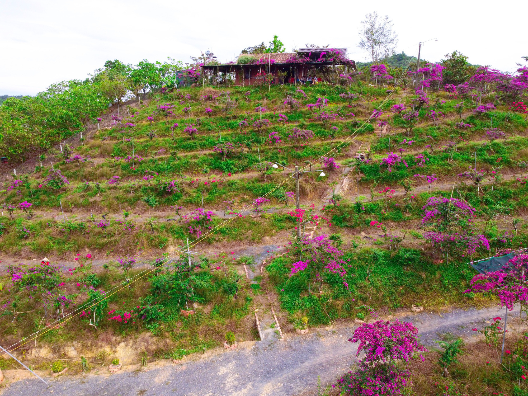 Vợ chồng biến 5500 m2 đất cằn thành khu đồi hoa giấy đẹp như mơ ở Lâm Đồng - Ảnh 10.