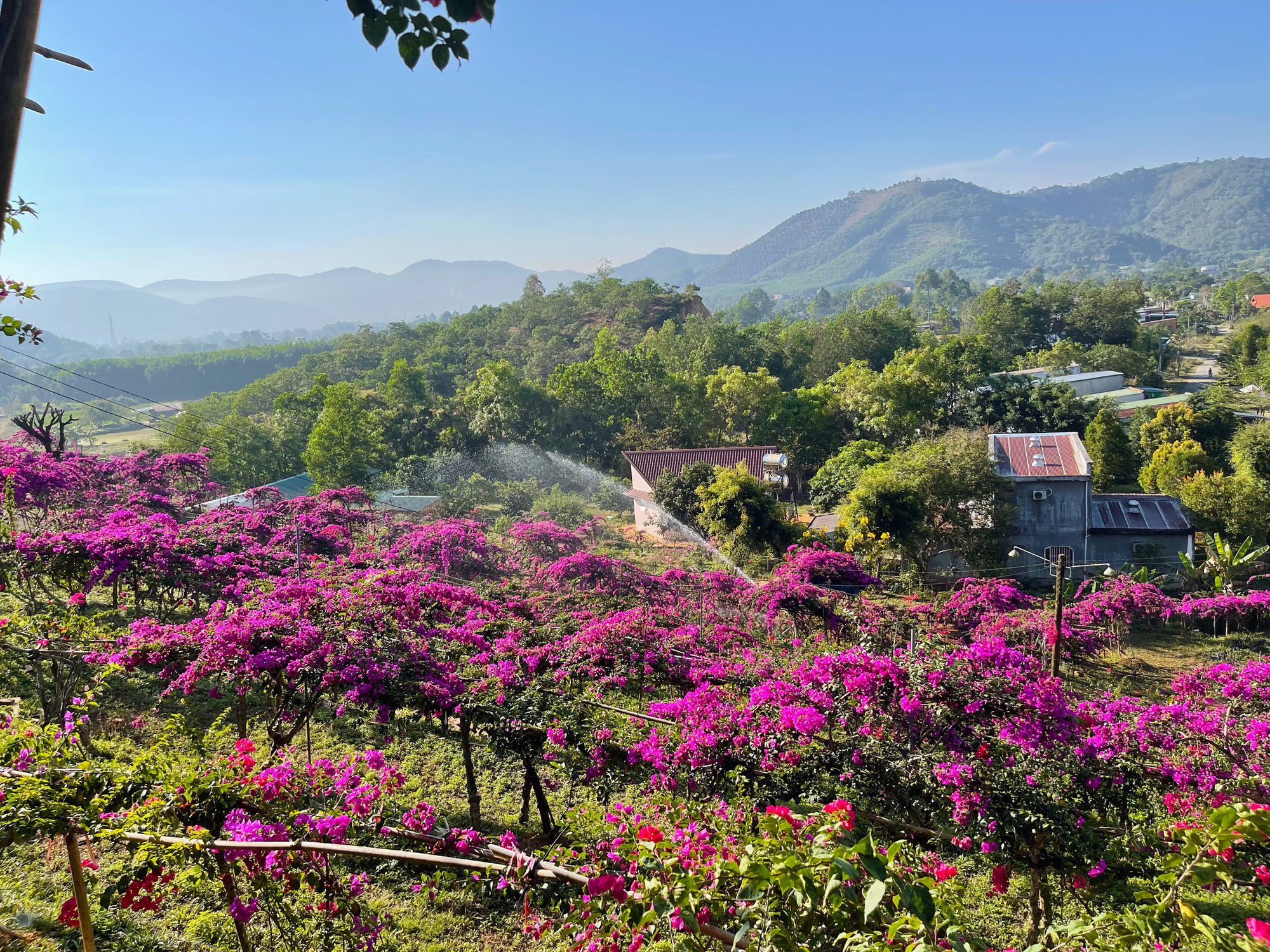 Vợ chồng biến 5500 m2 đất cằn thành khu đồi hoa giấy đẹp như mơ ở Lâm Đồng - Ảnh 5.