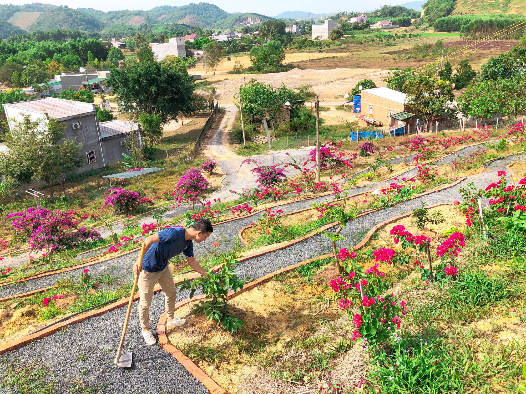 Vợ chồng biến 5500 m2 đất cằn thành khu đồi hoa giấy đẹp như mơ ở Lâm Đồng - Ảnh 4.