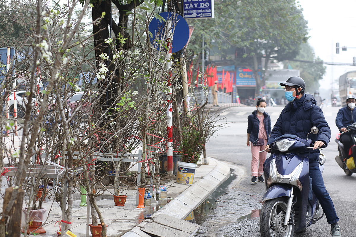 Mê mẩn với những cành lê rừng trắng muốt, đẹp tinh khôi được đưa về phố - Ảnh 2.