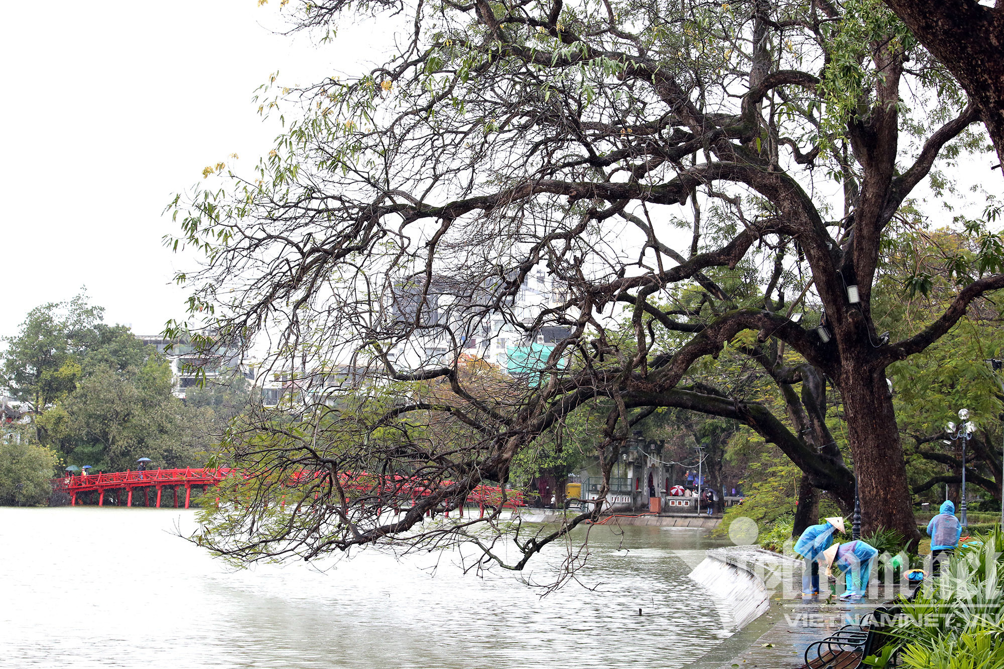 Mưa rét buốt ở Hà Nội, cần thủ vẫn dầm mình ở hồ Gươm - Ảnh 2.
