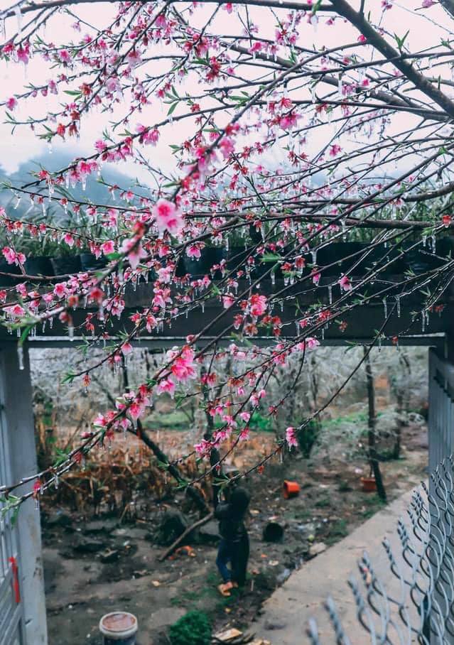Lao Xa là một thôn nhỏ mang đậm bản sắc của người Mông nơi núi đá cao. Hoa mận, hoa đào được trồng xen kẽ nhau, cộng hưởng với sắc màu của băng tuyết khiến cho nơi đây đẹp như tranh vẽ. Ảnh: st