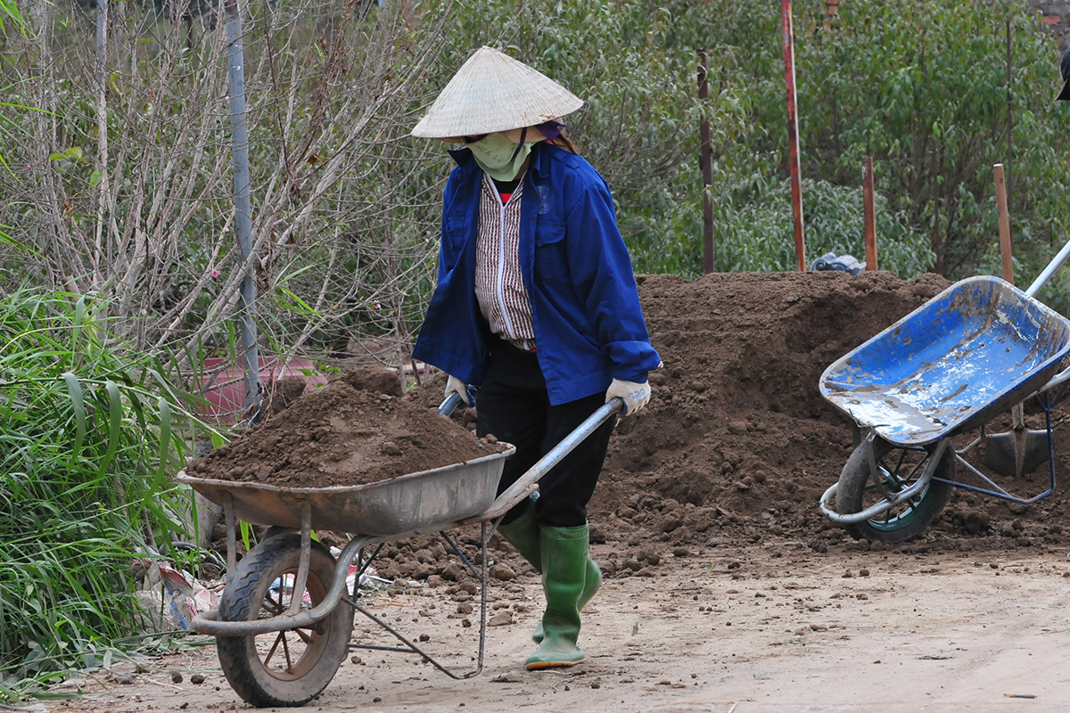 Đào tàn ùn ùn được trở lại vườn để chăm sóc chuẩn bị cho mùa vụ sau - Ảnh 2.