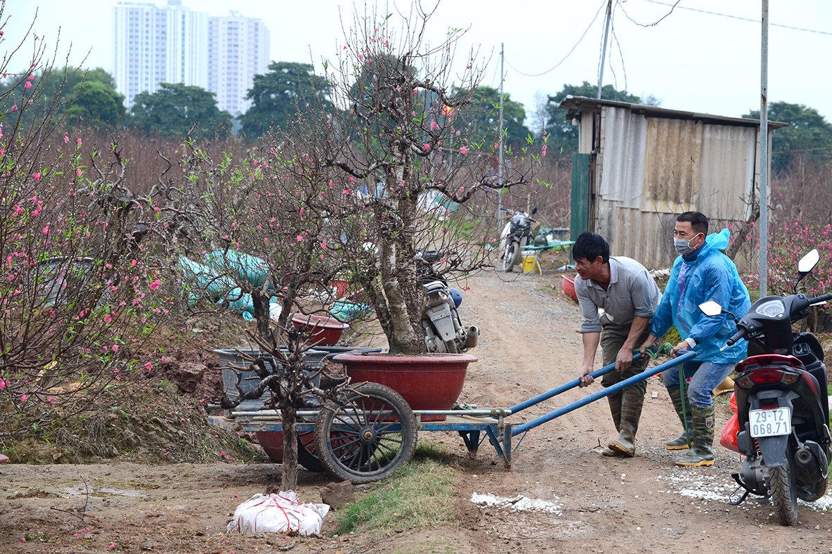 Đào tàn ùn ùn được trở lại vườn để chăm sóc chuẩn bị cho mùa vụ sau - Ảnh 7.