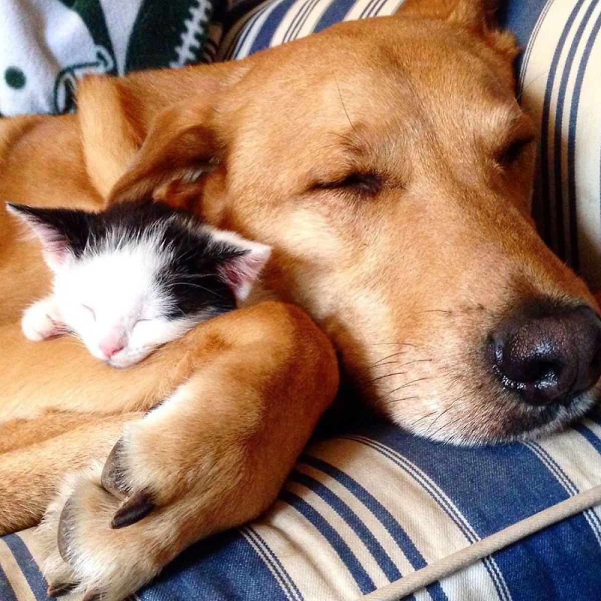 Điềm lành chó mèo là một chủ đề phong thủy phổ biến. Hãy cùng xem bức ảnh về chú chó và mèo và cảm nhận tình bạn và yêu thương trong nét đẹp của chúng. Bức ảnh sẽ mang lại cho bạn một cảm giác yên bình và hòa thuận.