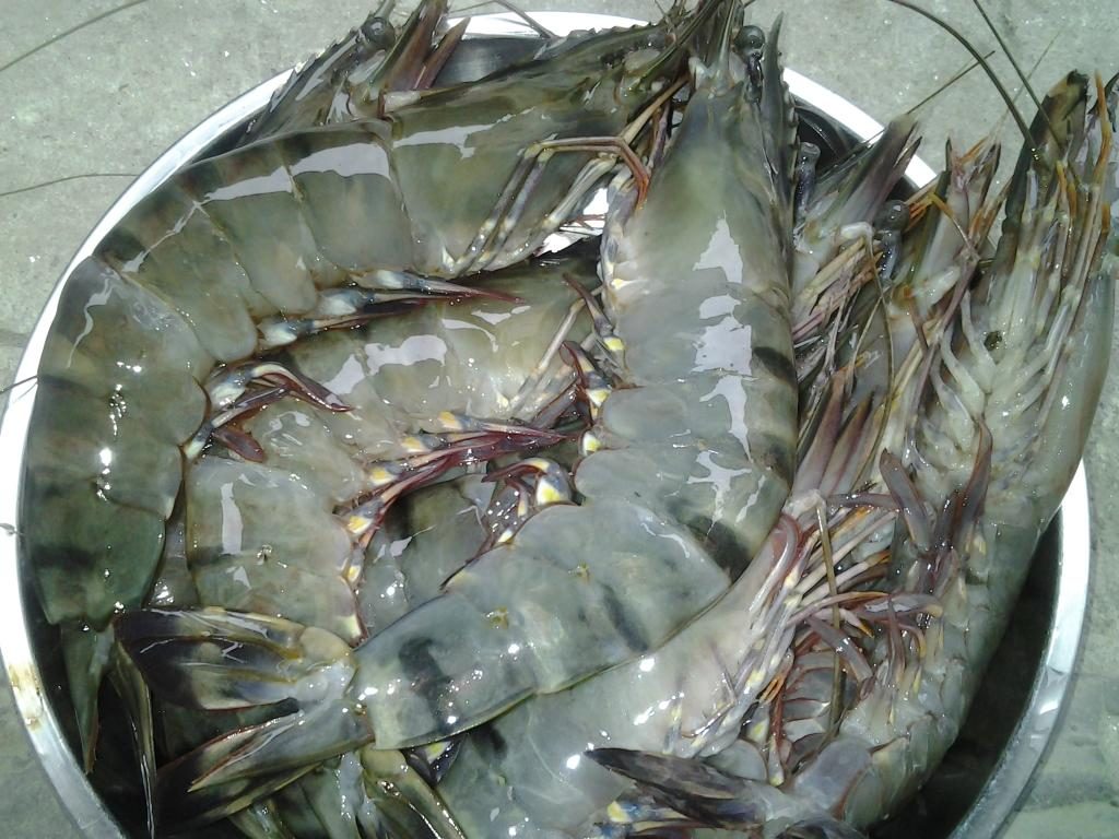 C&aacute;ch l&agrave;m m&oacute;n t&ocirc;m chi&ecirc;n thẳng kh&ocirc;ng cần que xi&ecirc;n lại căng mọng, gi&ograve;n lật sật ăn sướng miệng cả nh&agrave; khen ngon - Ảnh 1.