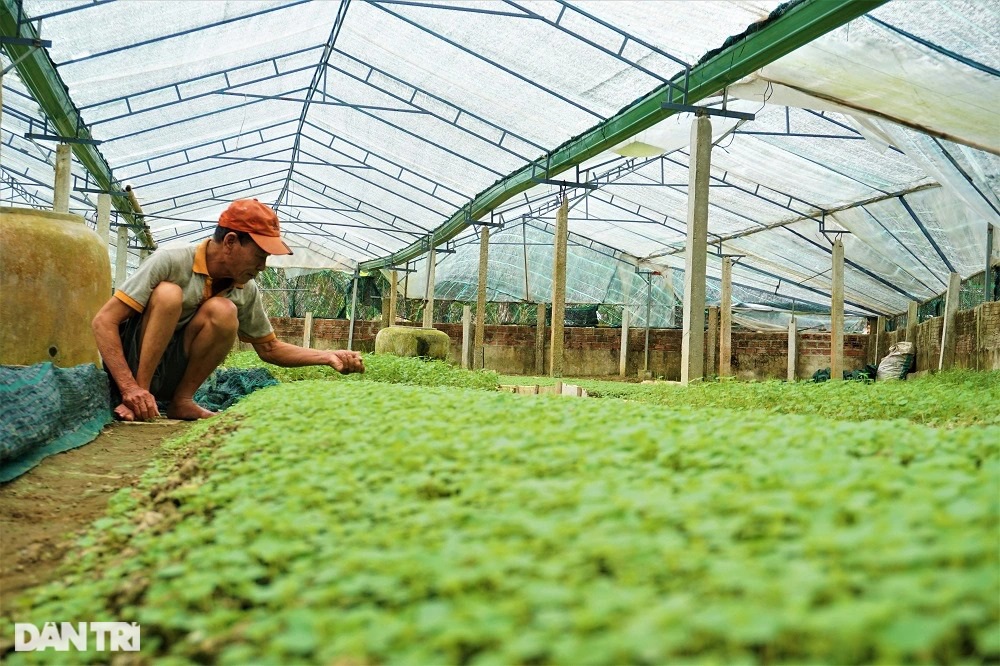 Lão nông mang rau dại về trồng, bất ngờ thu nhập cao - Ảnh 13.