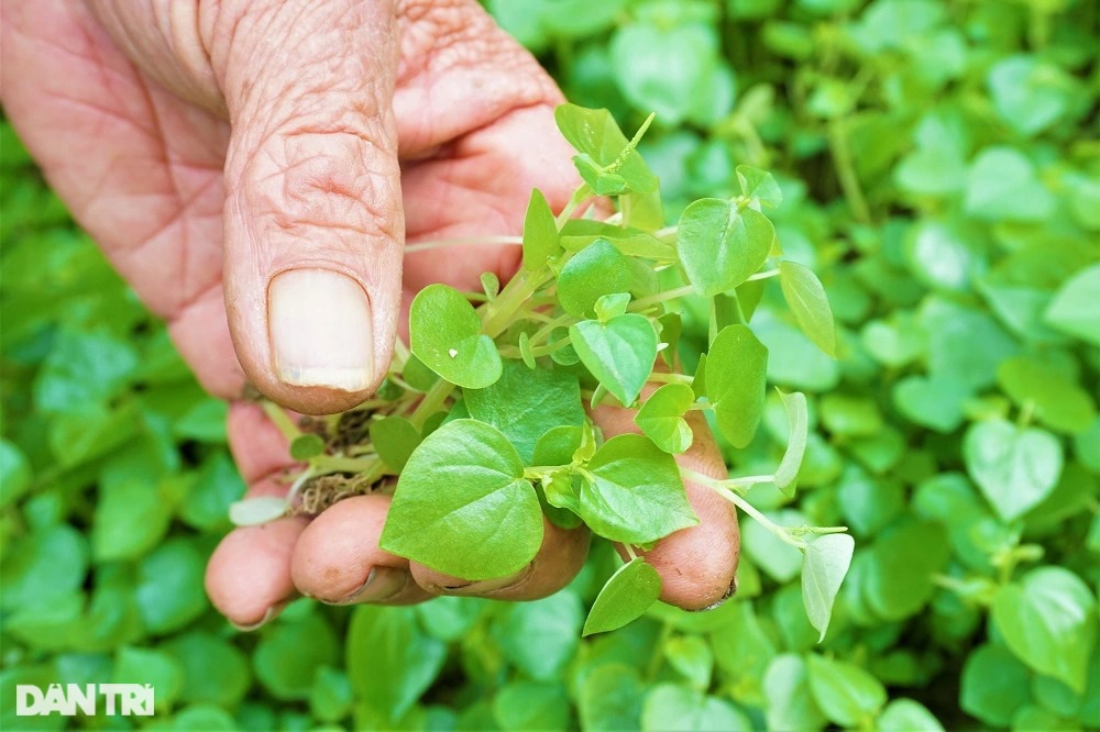 Lão nông mang rau dại về trồng, bất ngờ thu nhập cao - Ảnh 5.