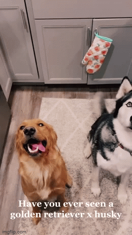 Nhà nuôi 1 chó Golden và 1 chó Husky, chủ cười ra nước mắt trước kết quả cuộc vụng trộm - Ảnh 1.