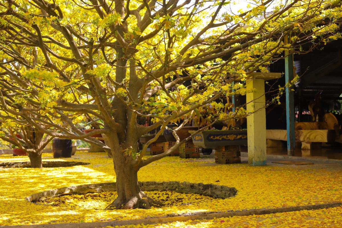 Hàng mai già rải thảm hoa vàng rực ở miền Tây - Ảnh 4.