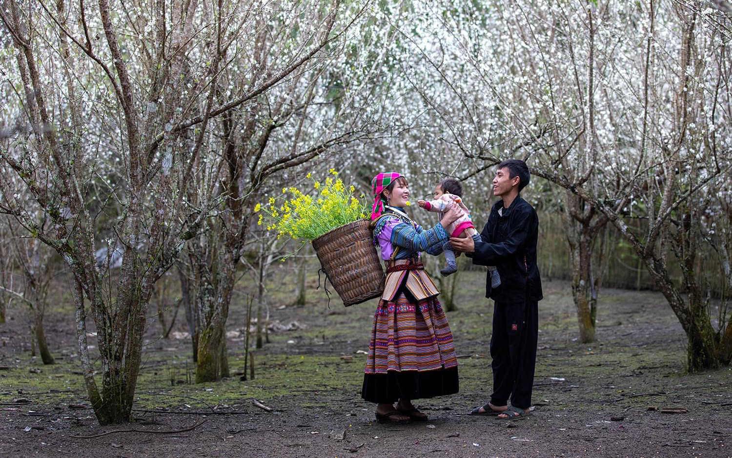 Tả Van Chư – Lặng người ngắm nhìn mùa hoa mận nở trắng một rẻo vùng cao