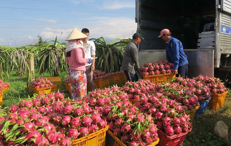 Siêu thực phẩm 650 nghìn/kg ở châu Âu, Việt Nam có 1,4 triệu tấn chỉ 3 nghìn/kg - Ảnh 4.