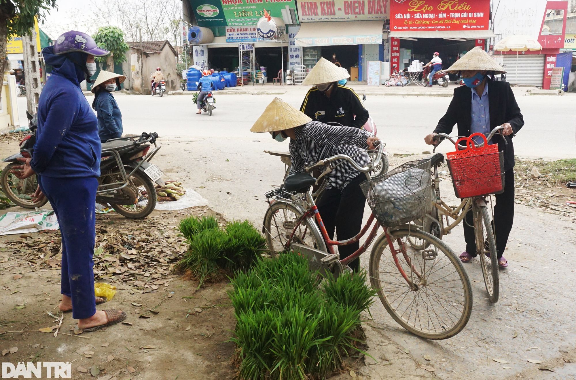 Nhổ lúa non bán như rau, nông dân "bỏ túi" cả trăm ngàn đồng mỗi ngày - Ảnh 5. Nhổ lúa non bán như rau, nông dân "bỏ túi" cả trăm ngàn đồng mỗi ngày - Ảnh 5.