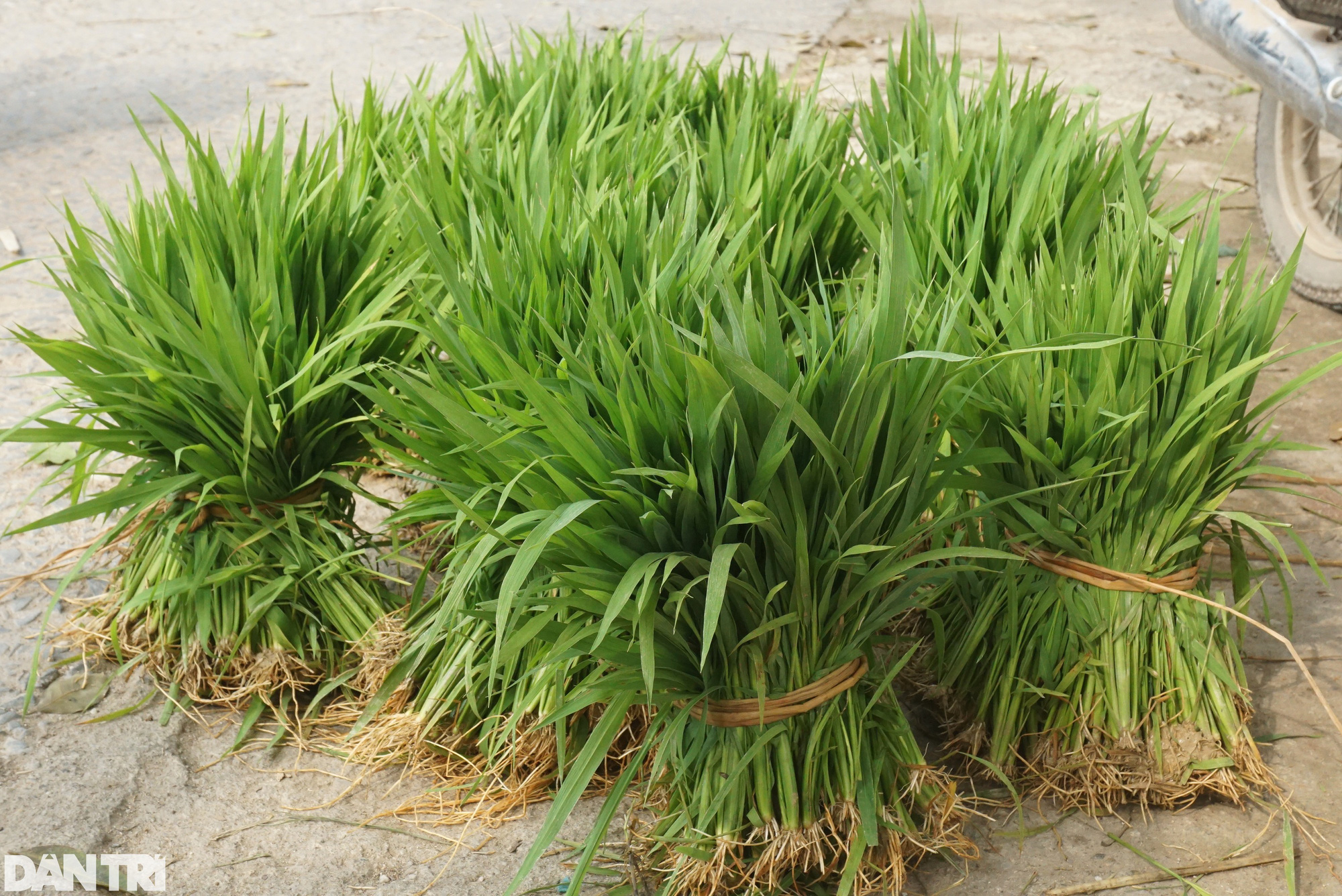 Nhổ lúa non bán như rau, nông dân "bỏ túi" cả trăm ngàn đồng mỗi ngày - Ảnh 3. Nhổ lúa non bán như rau, nông dân "bỏ túi" cả trăm ngàn đồng mỗi ngày - Ảnh 3.
